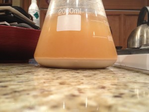 Conan yeast harvesting - Day 4