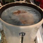 SCOBY Growth on Kombucha