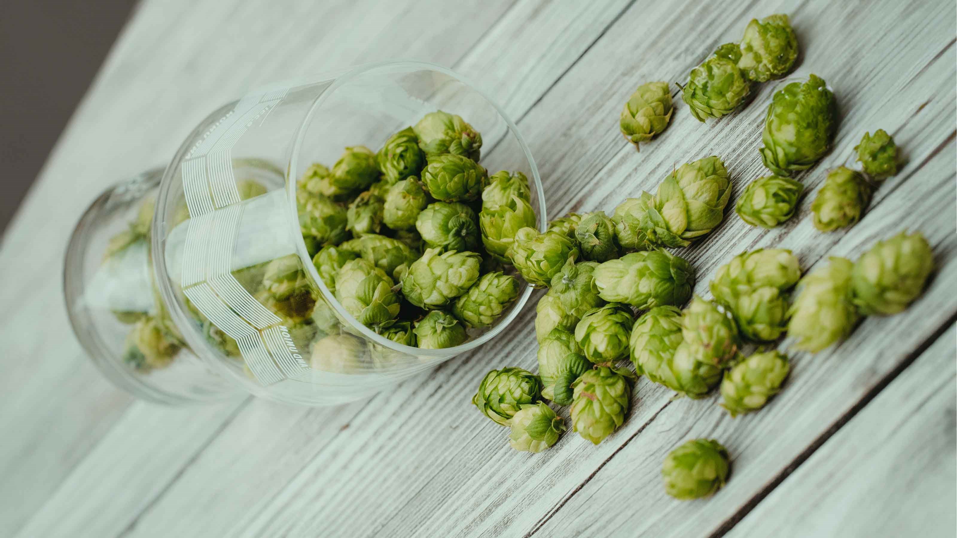 Whole cone hops spilling out of a glass, ready to be used to make hop water.